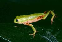 Phyllomedusa ayeaye