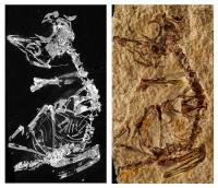 Phosphorous Mapping of Fossil