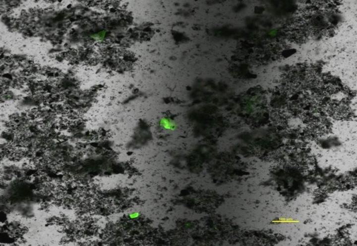 Smaller Ocean Microplastics (1 of 2)