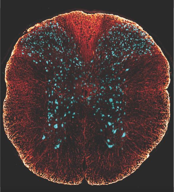 Spinal Cord