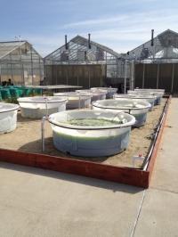 Algae Ponds