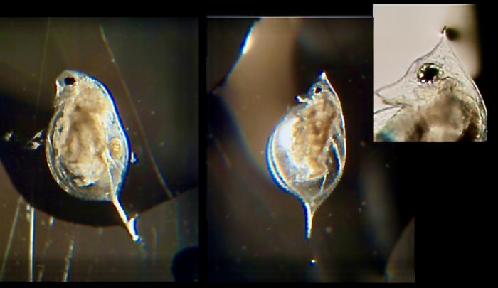 Daphnia survival strategies
