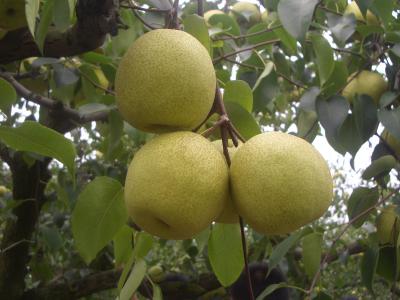 Asiatic Pear