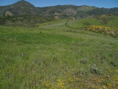 Invasive Species and Plant Extinction (1 of 2)