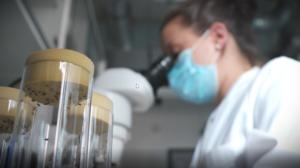 Research on fruit flies © NeuroCure | 2470.media