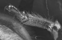 Bee Leg Hair