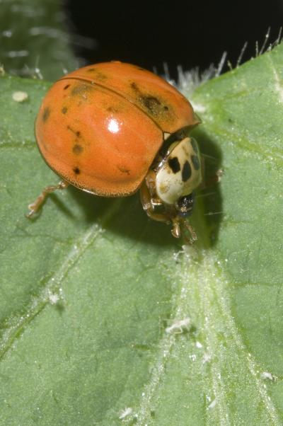 Ladybird Beetle