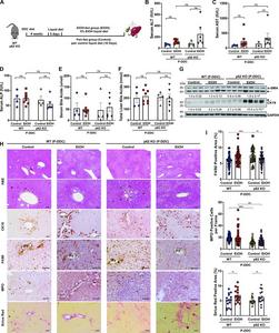 Loss of p62 does not affect the recovery of liver injury and MDBs after withdrawal of DDC diet.