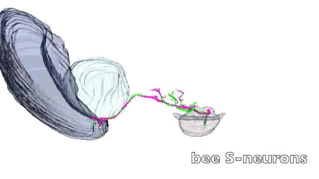 3-D Honeybee Brain