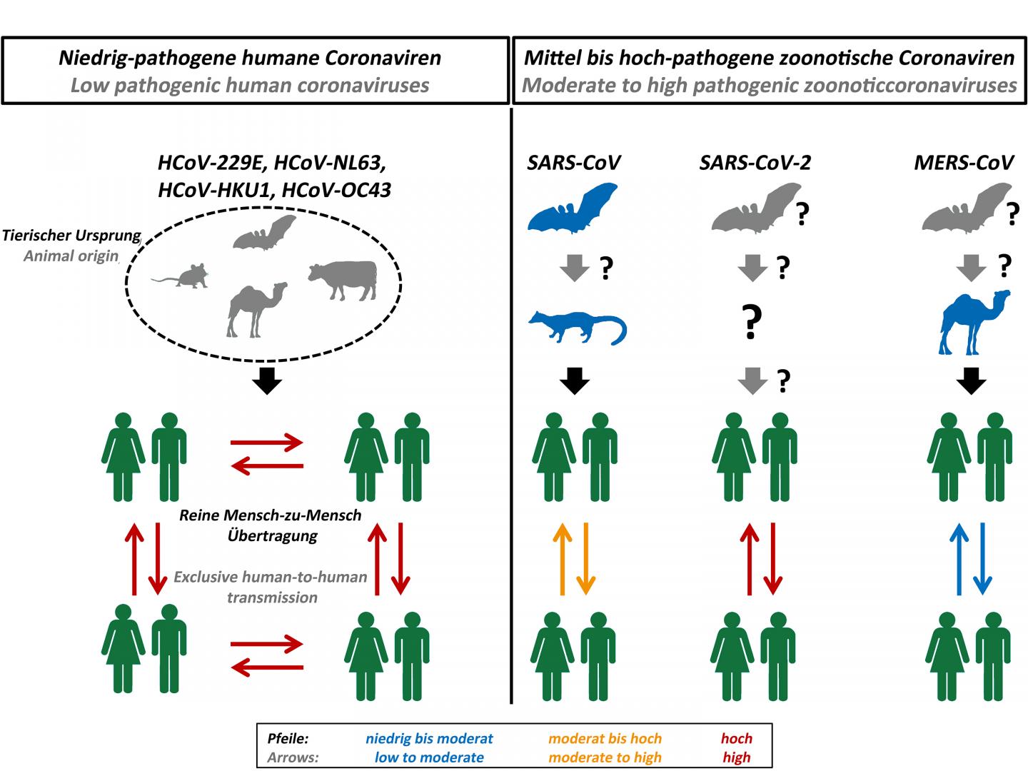 Origin and transmission of pathogenic coronaviruses.