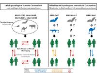 Origin and transmission of pathogenic coronaviruses.