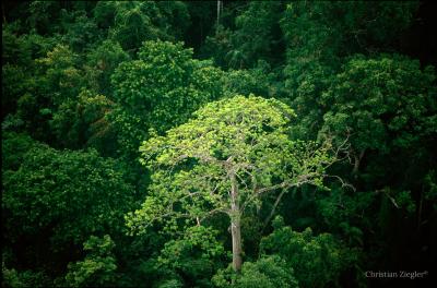 Tropical Forest, Panama
