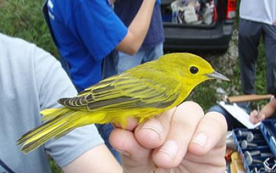NSF, NIH Award Ecology of Infectious Disease Grants (1 of 3)