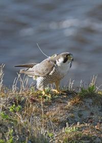 Tagged peregrine falcon