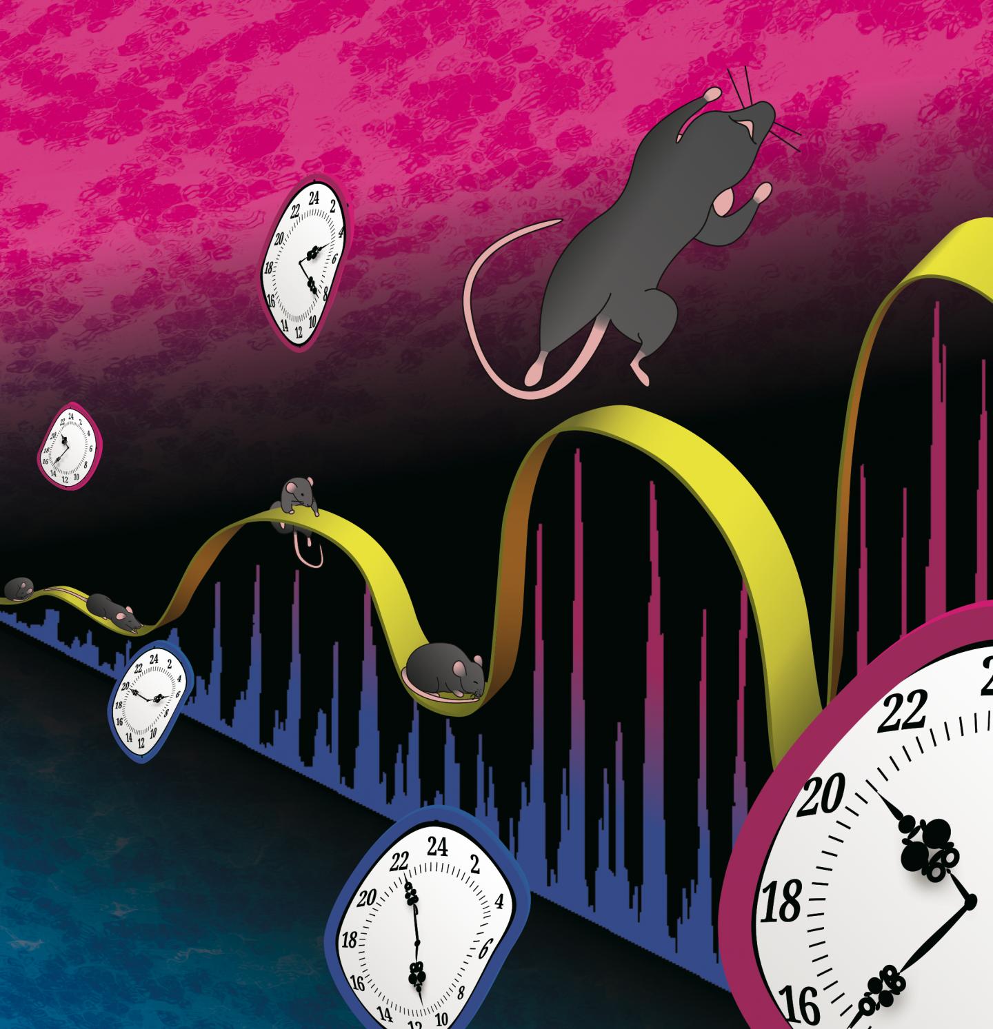 Infradian Oscillation of Circadian Genes