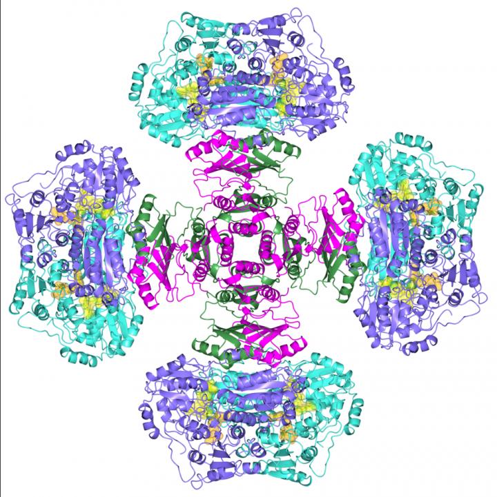 Acetohydroxyacid Synthase Enzyme