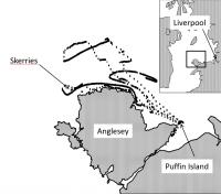 Track of One of the Tagged Birds