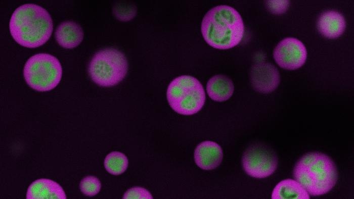 Princeton nucleolus mapping tool