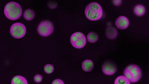 Princeton nucleolus mapping tool