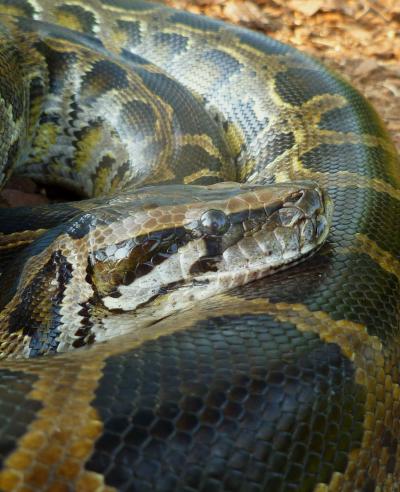 Pythons May Hold Clues to New Heart Therapies (1 of 5)