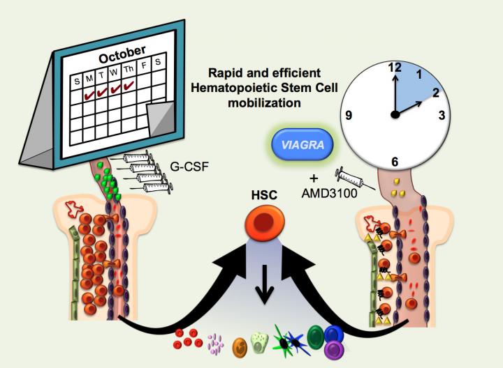 Graphical Abstract