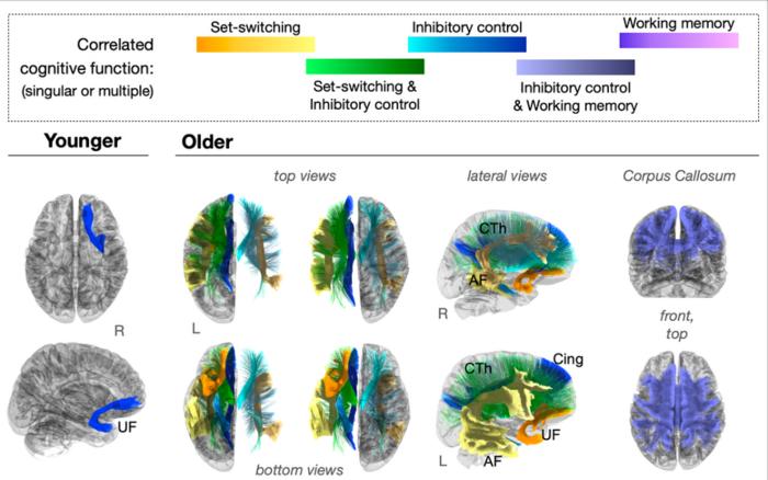 Age-related changes linked to aspects of behavioral adaptability.