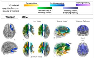 Age-related changes linked to aspects of behavioral adaptability.