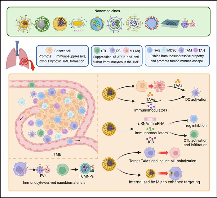 Nanomedicines targeting immunocytes in the tumor microenvironment benefit lung cancer therapy.