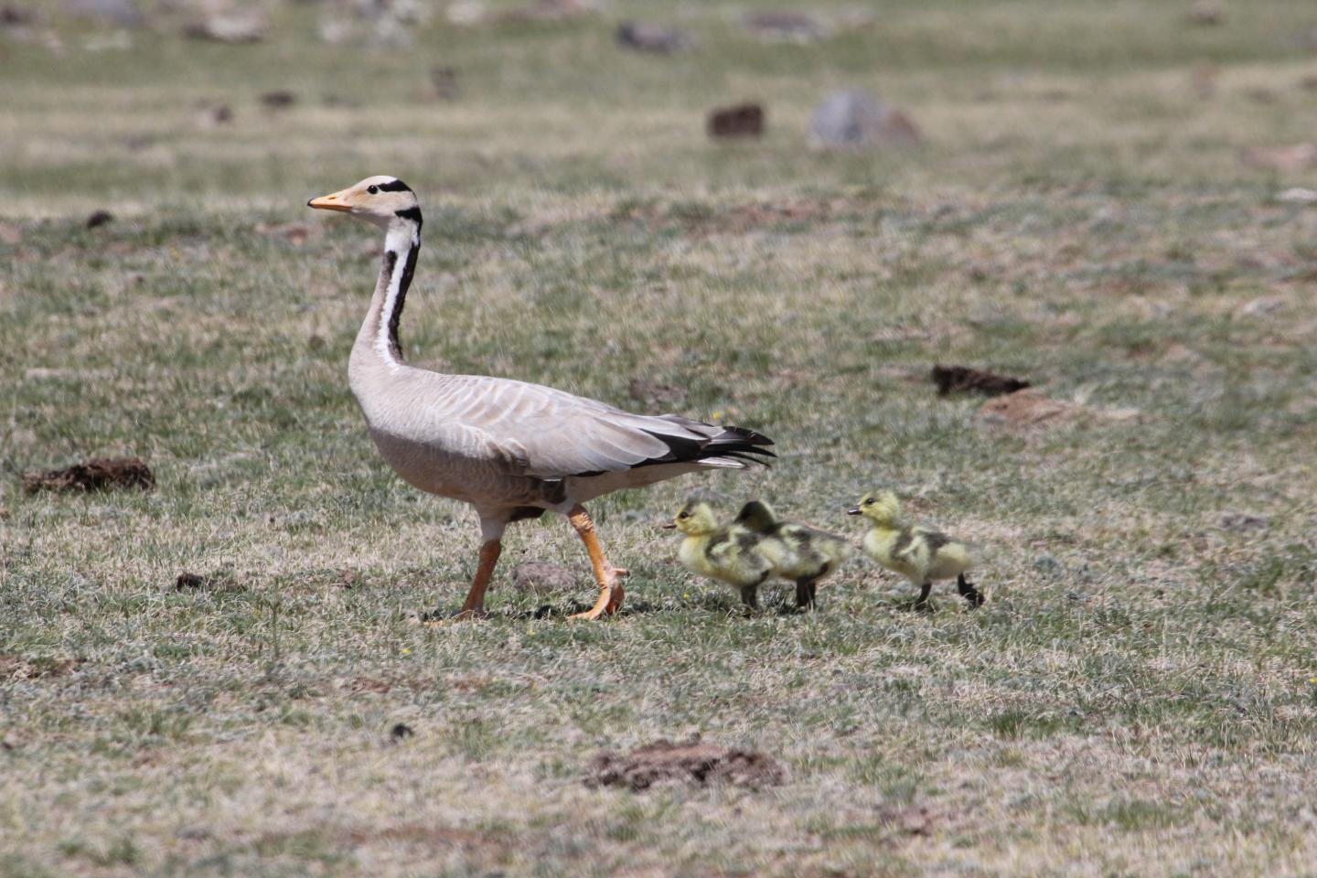 Geese Use 'Roller Coaster' Strategy to Fly Over Himalayas (5 of 12)
