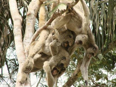 Humans Age Like Other Primates Do (4 of 9)