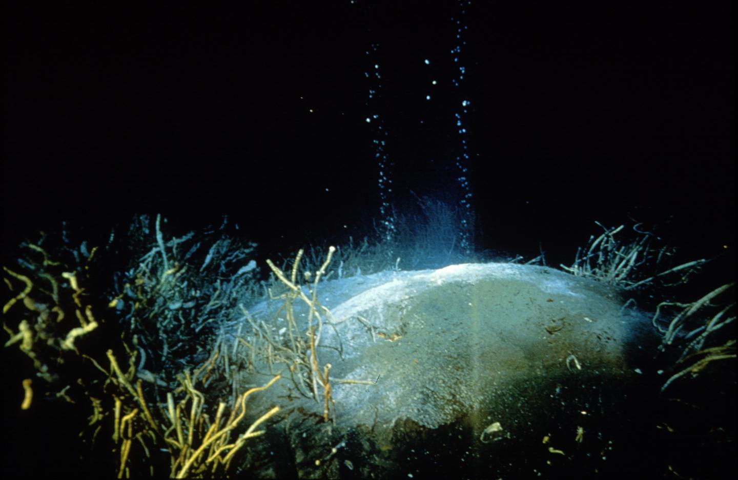 Nature Oil Seeps