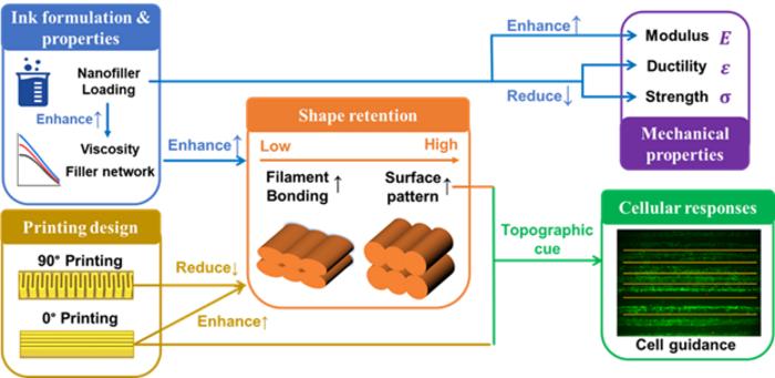 The interplay between the Design, Process, Structure, and Function for Direct Ink Writing of Bioactive PCL/Laponite Bone Implants.