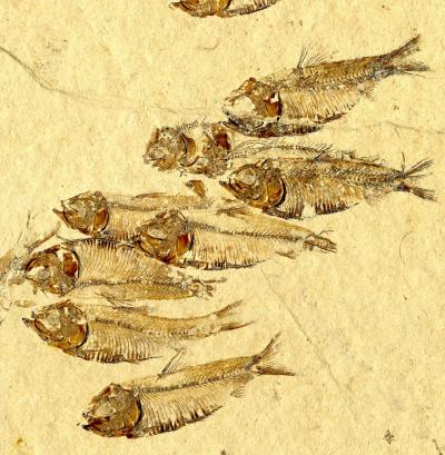 Smaller Fishes Had a Better Chance of Avoiding Extinction