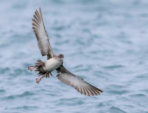 La hibridación entre especies ha sido decisiva para la supervivencia del ave marina más amenazada de Europa