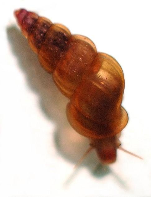 Land Use Affects Spread of Schistosomiasis-Carrying Snails in Asia