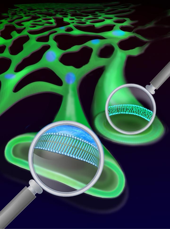 New Imaging Study Reveals How Saturated Fatty Acids Damage Cells