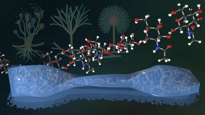 Fungal chitin particles reinforcing a flexible hydrogel