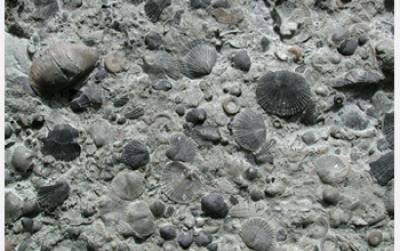 Species Have Come and Gone at Different Rates than Previously Believed
