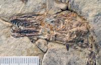 <i>Sulcavis geeorum</i> Skull
