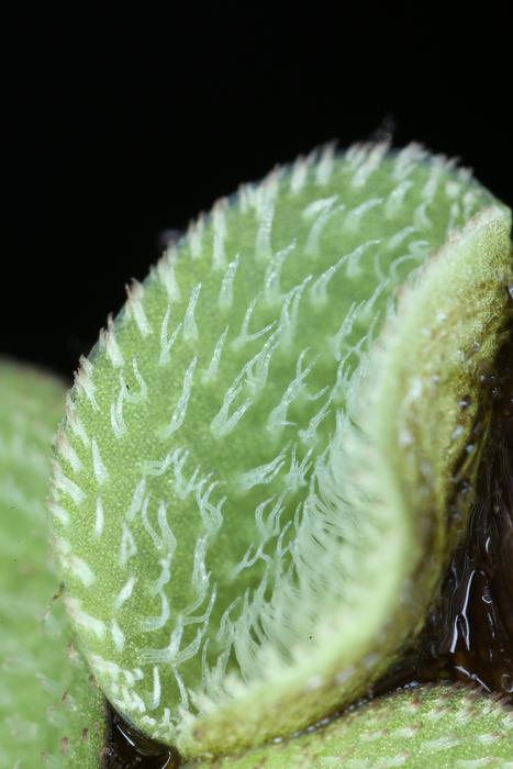 Salvinia molesta fern closeup