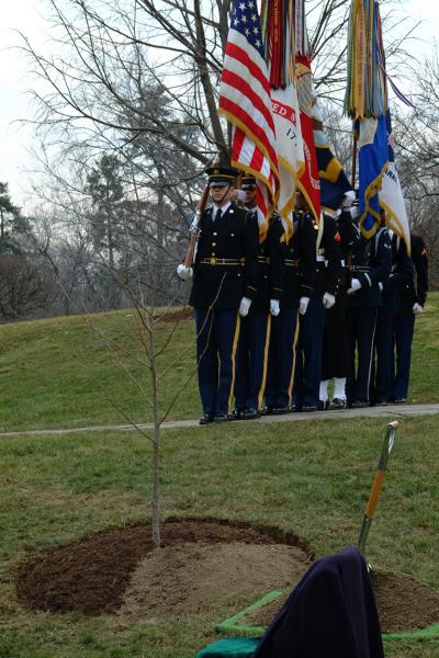 Moon Tree at Arlington Cemetery