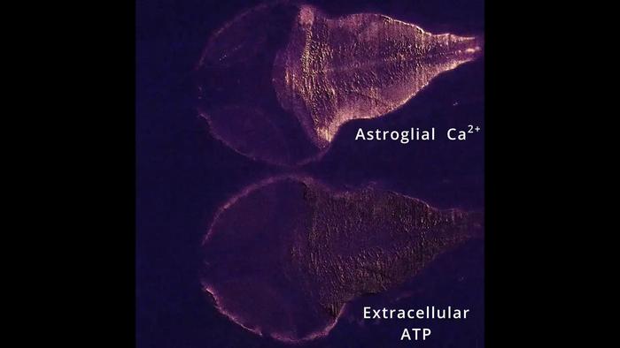 Simultaneous recordings of intracellular calcium in astrocytes and extracellular ATP