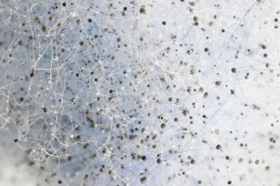 Fungus Among Us