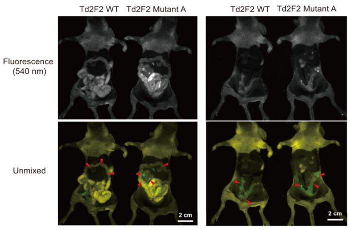 Glowing tumors