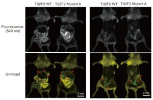 Glowing tumors