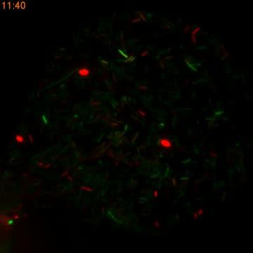 Spread of Antibiotic Resistance Through Horizontal Gene Transfer