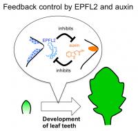 Feedback Loop by EPFL2 and Auxin