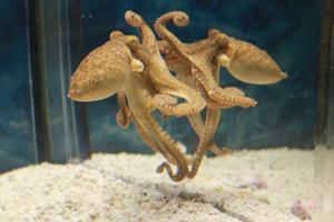 California two-spot octopus in front of a mirror