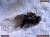 Dead Larva