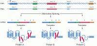 Alternative Splicing
